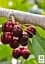 Саджанець Agro-Market Черешня Ірена (літній сорт, середньопізній термін дозрівання) 1 шт. в упаковці (177238) - мініатюра 2