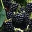 Саженец Agro-Market Ежевика ремонтантная ранняя Рубен (Reuben) 1 шт. в упаковке (21305) - миниатюра 1