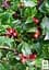 Саженец Agro-Market Падуб мезерва Блю Принцесс (Ilex x meserveae 'Blue Princess') горшок Р9 (71766) - миниатюра 3