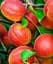 Саженец Agro-Market Абрикос Сын Краснощекого (летний сорт, средний срок созревания) 1 шт. в упаковке (53332) - миниатюра 1