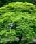 Саженец Agro-Market Клен японский плакучий пальмолистный Emerald Lace (Acer palmatum Emerald Lace) 1 шт. в упаковке (52773) - миниатюра 1