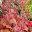 Саджанець Agro-Market Гейхера (Heuchera) Apricot (49877) - мініатюра 1