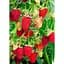 Саженец Agro-Market Малина Рубиновые бусы (ремонтантный сорт) 2 шт. (36536) - миниатюра 1