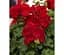 Саженец Agro-Market Пеларгония ампельная Ivy Deep Red (контейнер №10 высота 10-20 см) (49106) 1 шт. в упаковке - миниатюра 1
