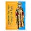 Ukrainian fashion through the ages: 8™ millennia BC to the present day - миниатюра 1