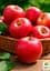 Саджанець Agro-Market Яблуня Пінова (зимовий сорт, пізній термін дозрівання) 1 шт. в упаковці (20953) - мініатюра 2