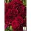 Саджанець Agro-Market Гвоздика Махрова Sunflor Red Bull (контейнер № 10 висота 10 см) (51629) 1 шт. в упаковці - мініатюра 2