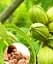 Саджанець Agro-Market Горіх Пекан саджанець 2 роки (середній термін дозрівання) 1 шт. в упаковці (51413) - мініатюра 1