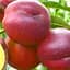 Саженец Agro-Market Нектарин Харко (лысый персик, летний сорт, средний срок созревания) (39944) 1 шт. в упаковке - миниатюра 1