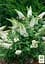 Саджанець Agro-Market Буддлея Давида White Profusion С3, висота 20-40см (153835) - мініатюра 3