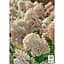 Саженец Agro-Market Гортензия 3-х летняя метельчатая Grandiflora (176637) 1 шт. в упаковке - миниатюра 3