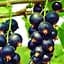 Саджанець Agro-Market Смородина чорна Ніва (середній термін дозрівання) 1 шт. в пакуванні (46287) - мініатюра 1