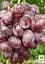Саджанець Agro-Market Виноград Нізіна (середній термін дозрівання) 1 шт. в пакуванні (21270) - мініатюра 3