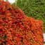 Саженец Agro-Market Пираканта узколистная Orange Glow (48329) - миниатюра 1