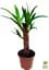 Саженец Agro-Market LMTD Юкка на пальтовидной штамбе 3-х летняя Yucca Treculeana (50-60см) (62824) - миниатюра 2