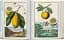 J. C. Volkamer. Book of Citrus Fruits. 45th Edition - миниатюра 7