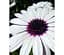 Саженец Agro-Market Остеоспермум Soprano white (контейнер №10 высота 10-20 см) (47981) 1 шт. в упаковке - миниатюра 1