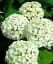 Гортензия Agro-Market First White крупнолистная 1 саженец в упаковке (45991) - миниатюра 1