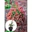 Саженец Agro-Market Ель 3-х летняя карликовая Rydal высота 15-20 см 1 шт. в упаковке (175125) - миниатюра 2