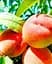 Саженец Agro-Market Персик T-5 Топ Мир (летний сорт, поздний срок созревания) (39927) 1 шт. в упаковке - миниатюра 1