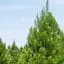 Саженец Agro-Market Сосна Шотландская Scots Pine (быстрорастущая) горшок P9 (52217) - миниатюра 1