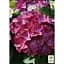 Саженец Agro-Market Гортензия крупнолистная 2-х летняя Hot Red Purple высота саженца 25-45 см (183489) 1 шт. в упаковке - миниатюра 2