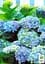 Саженец Agro-Market LMTD Гортензия крупнолистая цветущая 3-х летняя Magical Revolution Blue (30-40см) (62419) - миниатюра 3