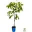 Саженец Agro-Market Глициния 3-х летняя китайская Блу сапфир (Wisteria chinensis Blue Sapphire) С2 (57024) 1 шт. в упаковке - миниатюра 4