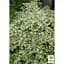 Саджанець Agro-Market Дейція витончена Variegata (177272) 1 шт. в упаковці - мініатюра 2
