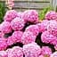 Саджанець Agro-Market Гортензія крупнолиста рожева Рожеве диво (Pink wonder) (44820) - мініатюра 1