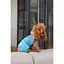 Комбинезон для собак Pet Fashion Сharlie S голубой - миниатюра 4