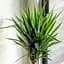 Саженец Agro-Market LMTD Юкка на пальтовидной штамбе 3-х летняя Yucca Treculeana (50-60см) (62824) - миниатюра 1