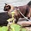 Набор для кошек Шлея-поводок Max & Molly Harness Tropical 1 размер  - миниатюра 5