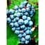 Саженец Agro-Market Виноград Голубок (винный сорт) 1 шт. в упаковке (44323) - миниатюра 2