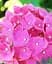 Гортензия Agro-Market Rosita Hydrangea macrophylla цветущая крупнолистная вазон С15 1 саженец в упаковке - миниатюра 3