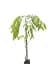 Глициния Agro-Market Wisteria chinensis Naga Noda С2 3-летняя китайская высота саженца 60-100 см 1 саженец в упаковке (185272) - миниатюра 2