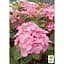 Саджанець Agro-Market Гортензія крупнолистова кучерява French Cancan Rose (183477) 1 шт. в упаковці - мініатюра 2