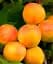Саженец Agro-Market Абрикос Богатырь (летний сорт, средний срок созревания) 1 шт. в упаковке (101859) - миниатюра 1