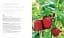 200 Veg-Growing Basics - мініатюра 5