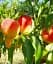 Саджанець Agro-Market Персик Подарунок Києва (літній сорт, ранній термін дозрівання) 1 шт. в упаковці (25748) - мініатюра 1