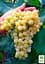 Саженец Agro-Market Виноград Мускат Диевский (ранний срок созревания, сладкий мускат) 1 шт. в упаковке (63795) - миниатюра 2