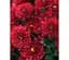 Саженец Agro-Market Хризантема Uranus Red (мультифлора ранняя) (48847) 1 шт. в упаковке - миниатюра 1