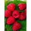 Саджанець Agro-Market Малина Зюгана (Sugana) (один з провідних ремонтантних сортів) 2 шт. в упаковці (17664) - мініатюра 1