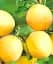 Саджанець Agro-Market Абрикос Ананасний (середній термін дозрівання) 1 шт. в упаковці (35456) - мініатюра 1