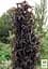 Бузина черная Black Tower (Sambucus nigra Black Tower) вазон С2 (185106) 1 саженец Нидерланды - миниатюра 4