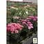 Саженец Agro-Market Хризантема Lobell Purple (мультифлора ранняя) (48766) 1 шт. в упаковке - миниатюра 2