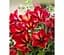Саженец Agro-Market Петуния ампельная Crazytunia Mandeville (контейнер №10 высота 10-15 см) (49147) 1 шт. в упаковке - миниатюра 1