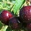 Саженец Agro-Market Вишня Люцина (летний сорт, среднеспелый срок созревания) (35794) 1 шт. в упаковке - миниатюра 1