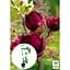 Саженец Agro-Market Магнолия 4-х летняя гибридная Black Tulip (высота 50-60 см) (181165) 1 шт. в упаковке - миниатюра 4