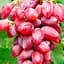 Саженец Agro-Market Виноград Дубовский Красный (сладкий крупный, гигантская ягода) 1 шт. в упаковке (51074) - миниатюра 1